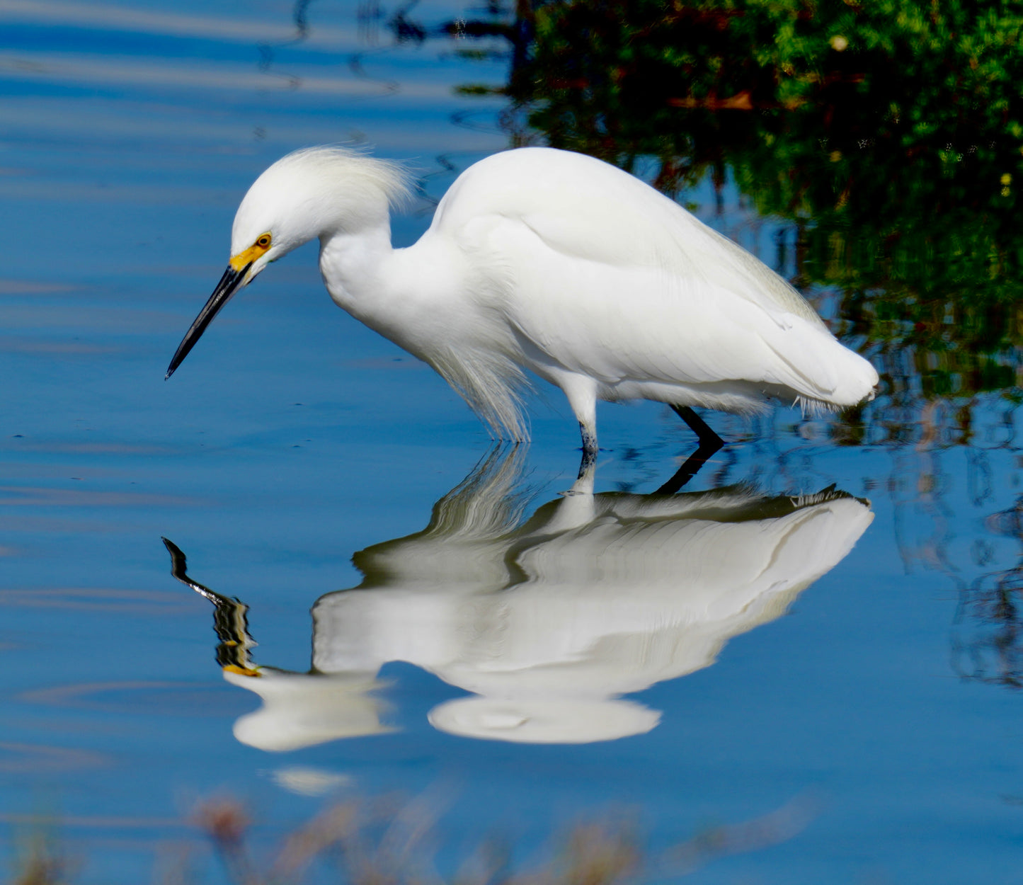 Snowy egret