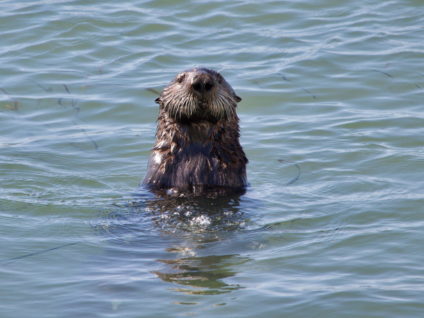 Sea Otter