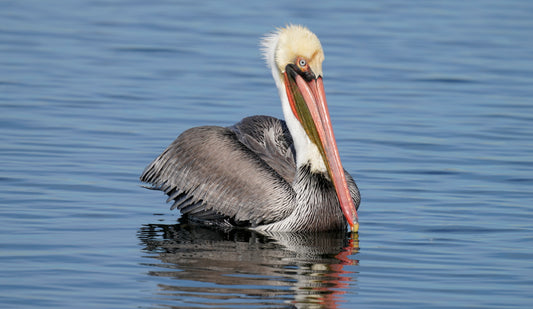 California Brown Pelican