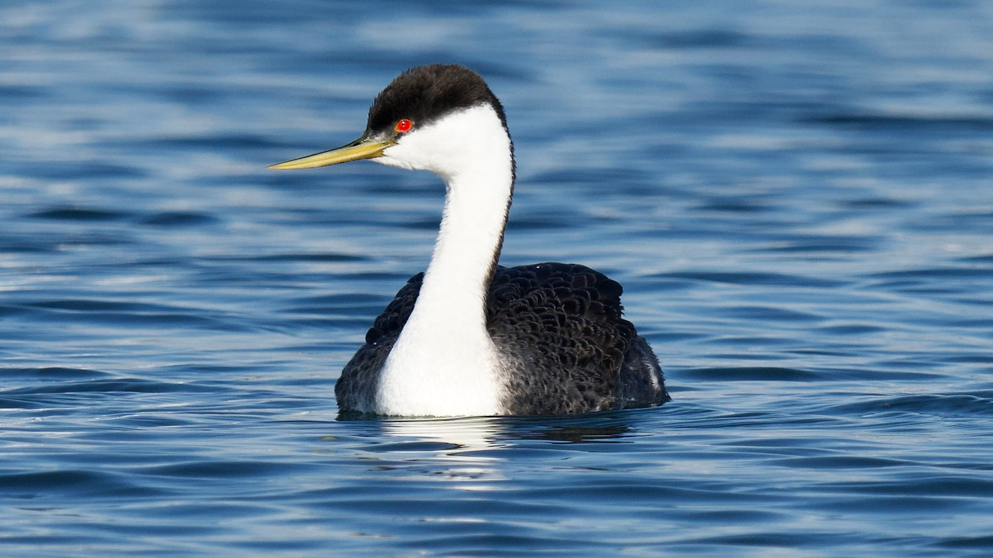 Western Grebe
