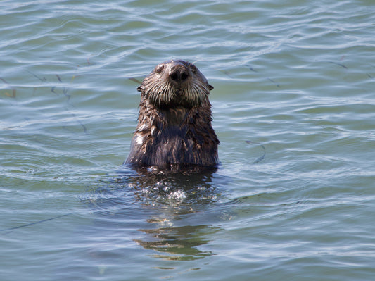 Sea Otter