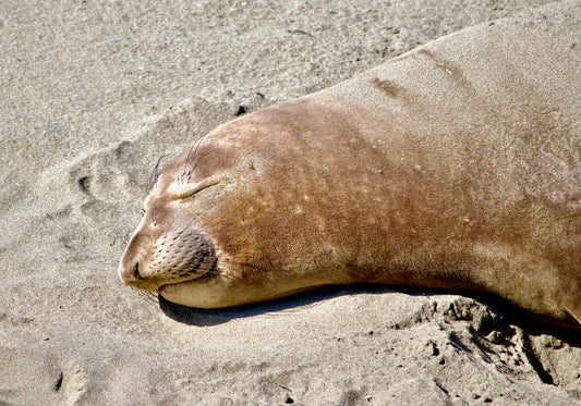 Elephant seal