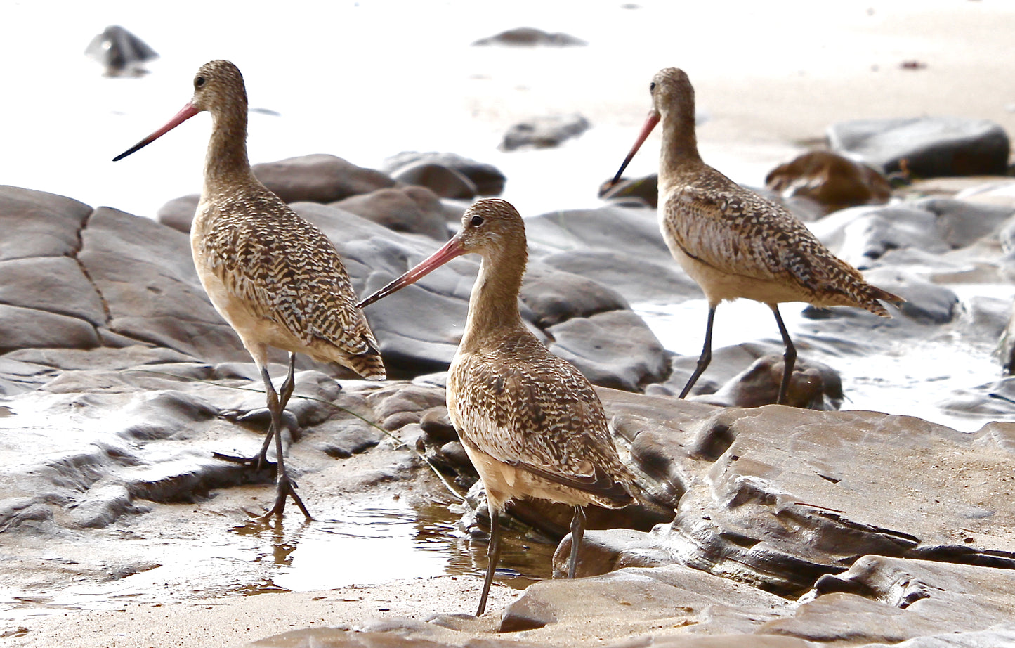 Shore birds