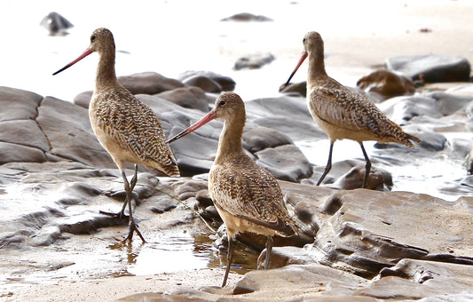 Shore birds
